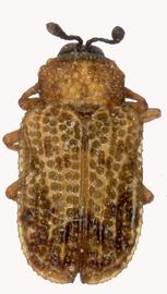   Brachycoryna  habitus. 