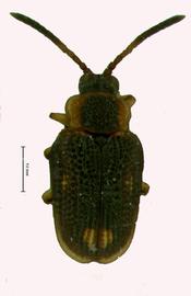    Serratispa  habitus.  
