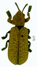   Balyana (Balyana)  habitus .  