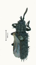   Polyconia  habitus. 