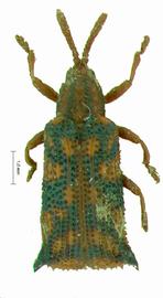   Heptachispa  habitus. 