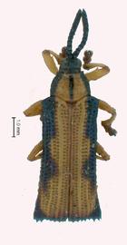   Temnocthispa  habitus. 