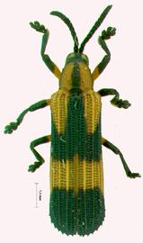   Clinocarispa  habitus. 