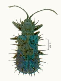   Chrysispa  habitus. 