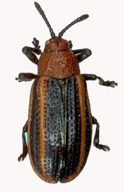   Microrhopala  habitus. 