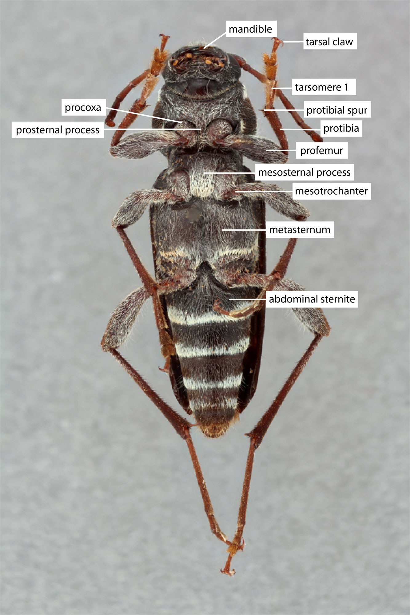 cerambycid anatomy diagram - ventral view