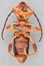   Physocnemum andreaenbsp; ventral 
