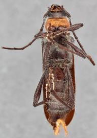   Pronocera collaris collaris  ventral 
