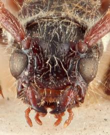   Molorchus (Caenoptera) minor  frontal 
