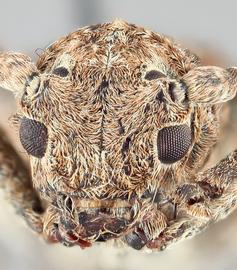   Niphona picticornis nbsp;frontal 
