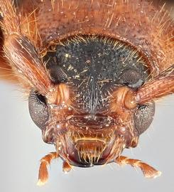   Phymatodes testaceus  frontal
