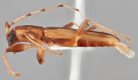   Curius dentatusnbsp; lateral 
