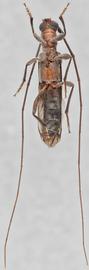   Styloxus bicolornbsp; ventral 
