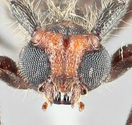   Styloxus bicolornbsp; frontal 
