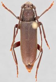   Cephalallus unicolor nbsp;dorsal 
