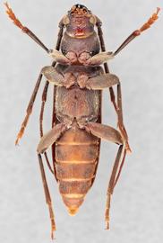   Cephalallus unicolor nbsp;ventral 
