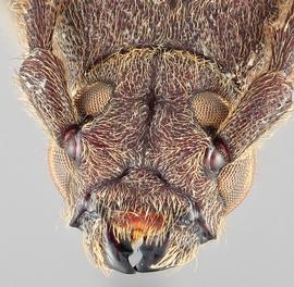   Cephalallus unicolor nbsp;frontal 
