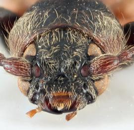   Tetropium castaneum  frontal 
