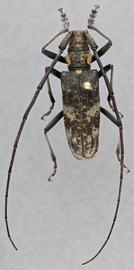   Monochamus grandis  male dorsal 
