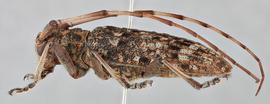   Monochamus alternatus endai nbsp;female lateral 
