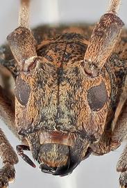   Monochamus alternatus endai nbsp;female frontal 
