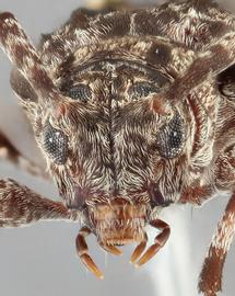   Astylopsis sexguttata  frontal 
