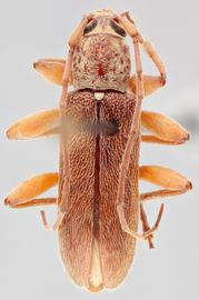   Ceresium unicolor  dorsal 
