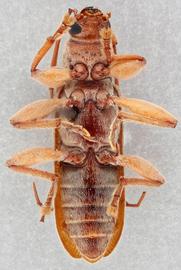   Ceresium unicolornbsp; ventral 
