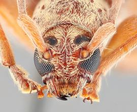   Ceresium unicolor nbsp;frontal 
