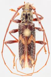   Eurysthea cribripennis  dorsal 
