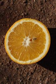            Fruit cross-section of  Citrus sinensis         (Hamlin, Riverside, CA)   