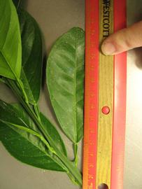              Unifoliolate leaf (Chiefland, FL)       