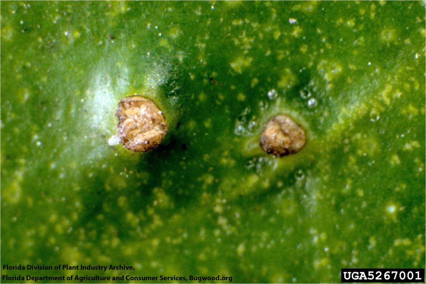 Citrus Scab Citrus Diseases