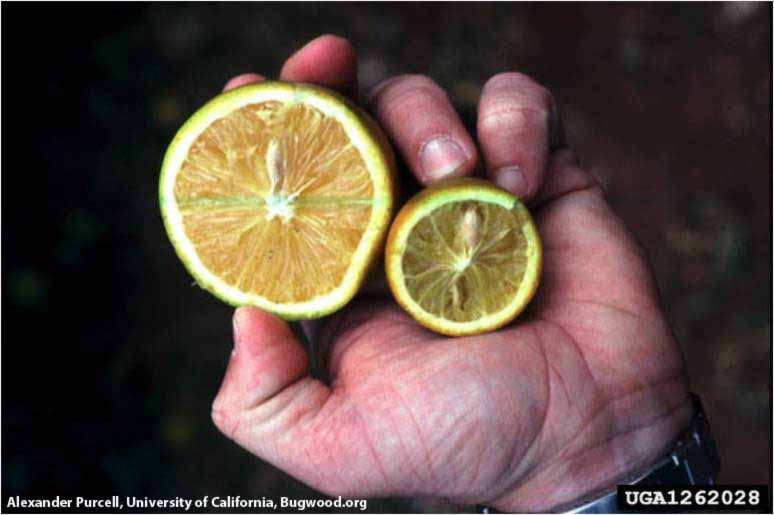 Citrus Variegated Chlorosis Cvc Citrus Diseases 1603