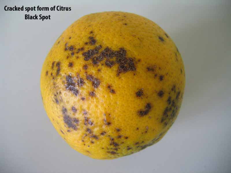 Citrus Black Spot Citrus Diseases