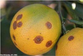            Symptoms on fruit.   