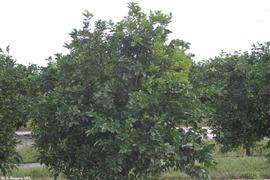            Yellowing of a quadrant of a citrus tree due to greening.   