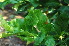            Leaf symptom - chlorotic   flecking on young leaves.   