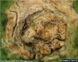            Close-up of fruit lesion.   
