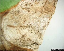            Close-up of leaf lesion.   