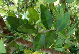            HLB leaf symptoms on the citrus relative  Severinia   buxifolia .   