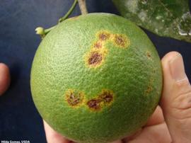            Symptoms on fruit.   