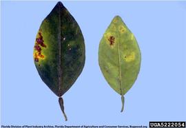            Leaf lesions.   