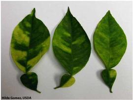            Leaf symptoms - top surface of  Citrus aurantium  (sour orange)   showing classic HLB mottling.   