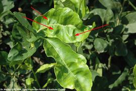  Leaf symptom - wrinkled curled leaves with some bumpy areas.
