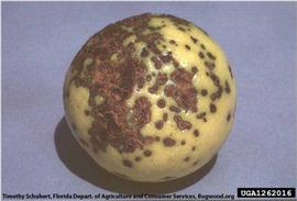            Symptoms on fruit (grapefruit).   