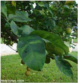            Mottling that crosses the leaf lateral veins.   