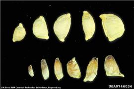            Top row- unaffected seeds; bottom row- seeds affected by   CSD.   