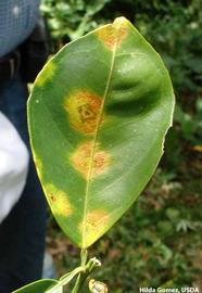           Symptoms on leaf (top).   