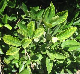            Barnfield Navel tree showing bunchy growth and leaf   chlorosis.   